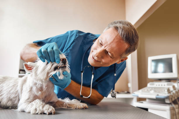 Best Emergency Broken Tooth Repair in Nixon, PA